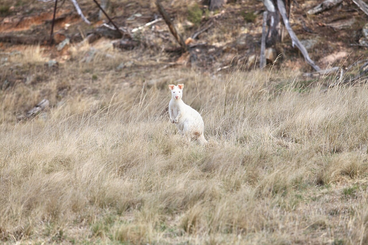 Native wildlife on Kangaroo Island